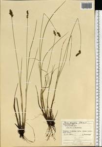 Carex diandra Schrank, Eastern Europe, West Ukrainian region (E13) (Ukraine)