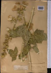 Alcea nudiflora (Lindl.) Boiss., Middle Asia, Dzungarian Alatau & Tarbagatai (M5) (Kazakhstan)