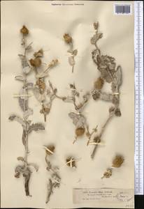 Cousinia affinis Schrenk, Middle Asia, Muyunkumy, Balkhash & Betpak-Dala (M9) (Kazakhstan)