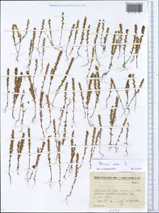 Veronica verna L., Eastern Europe, North-Western region (E2) (Russia)