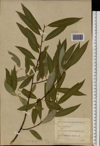 Salix silesiaca Willd., Eastern Europe, Central forest-and-steppe region (E6) (Russia)