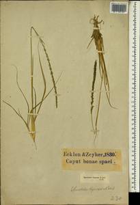 Sporobolus africanus (Poir.) Robyns & Tournay, Africa (AFR) (South Africa)