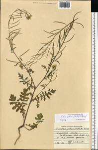 Erucastrum gallicum (Willd.) O.E.Schulz, Eastern Europe, Central region (E4) (Russia)