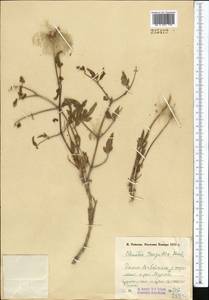 Clematis tangutica (Maxim.) Korsh., Middle Asia, Pamir & Pamiro-Alai (M2) (Tajikistan)