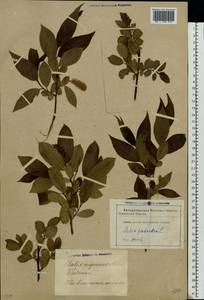 Salix pentandra L., Eastern Europe, Latvia (E2b) (Latvia)