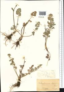 Callianthemum alatavicum Freyn, Middle Asia, Dzungarian Alatau & Tarbagatai (M5) (Kazakhstan)