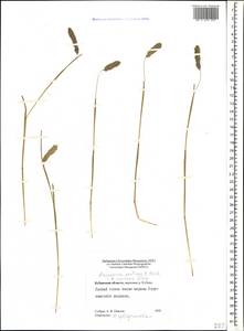 Alopecurus ponticus K.Koch, Caucasus, Stavropol Krai, Karachay-Cherkessia & Kabardino-Balkaria (K1b) (Russia)