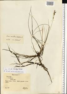 Carex livida (Wahlenb.) Willd., Eastern Europe, Northern region (E1) (Russia)