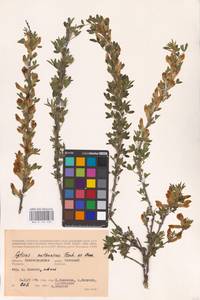 Chamaecytisus ruthenicus (Fisch. ex Woł.) Klásk., Eastern Europe, Lower Volga region (E9) (Russia)