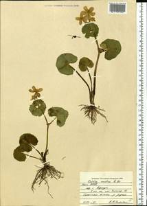 Caltha palustris var. radicans (T. F. Forst.) Beck, Eastern Europe, Northern region (E1) (Russia)