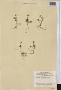 Ranunculus pedatifidus Sm., America (AMER) (Canada)