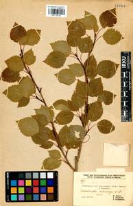 Populus tremula L., Siberia, Baikal & Transbaikal region (S4) (Russia)