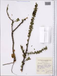Prunus prostrata var. concolor (Boiss.) Lipsky, Middle Asia, Western Tian Shan & Karatau (M3) (Tajikistan)