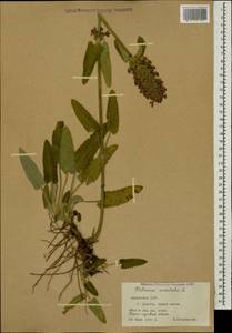 Betonica orientalis L., Caucasus, Armenia (K5) (Armenia)
