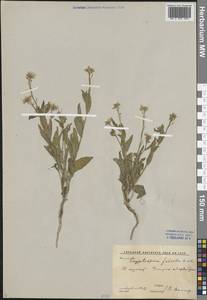Cryptospora falcata Kar. & Kir., Middle Asia, Syr-Darian deserts & Kyzylkum (M7) (Uzbekistan)