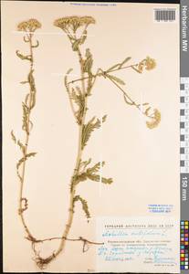 Achillea millefolium L., Eastern Europe, North Ukrainian region (E11) (Ukraine)