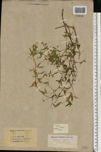 Vicia tenuifolia Roth, Eastern Europe, Eastern region (E10) (Russia)