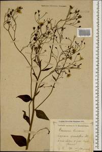 Lapsana communis subsp. grandiflora (M. Bieb.) P. D. Sell, Caucasus, Krasnodar Krai & Adygea (K1a) (Russia)