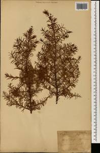 Cryptomeria japonica (Thunb. ex L. f.) D. Don, South Asia, South Asia (Asia outside ex-Soviet states and Mongolia) (ASIA) (Japan)