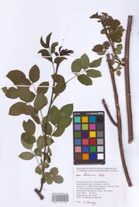 Rosa balsamica Besser, Eastern Europe, Lower Volga region (E9) (Russia)