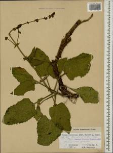 Salvia kuznetzovii Sosn., Caucasus, North Ossetia, Ingushetia & Chechnya (K1c) (Russia)