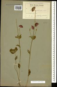 Astrantia maxima Pall., Caucasus, Armenia (K5) (Armenia)