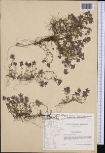 Thymus serpyllum L., Western Europe (EUR) (Denmark)