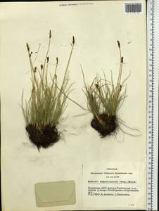 Carex simpliciuscula Wahlenb., Siberia, Altai & Sayany Mountains (S2) (Russia)