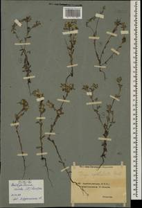 Filago pyramidata L., Caucasus, Azerbaijan (K6) (Azerbaijan)