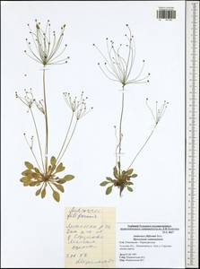 Androsace filiformis Retz., Eastern Europe, Central region (E4) (Russia)