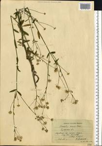 Erigeron annuus (L.) Pers., Eastern Europe, Western region (E3) (Russia)