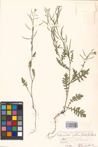 Erucastrum gallicum (Willd.) O. E. Schulz, Eastern Europe, Moscow region (E4a) (Russia)