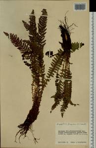 Dryopteris fragrans (L.) Schott, Siberia, Russian Far East (S6) (Russia)