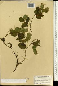 Flemingia strobilifera (L.)W.T.Aiton, South Asia, South Asia (Asia outside ex-Soviet states and Mongolia) (ASIA) (India)