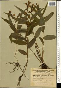 Cephalanthera longifolia (L.) Fritsch, Caucasus, South Ossetia (K4b) (South Ossetia)