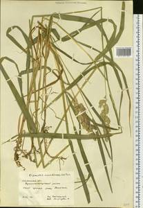 Phalaris arundinacea L., Siberia, Western Siberia (S1) (Russia)