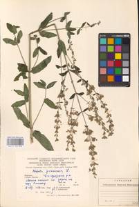 MHA 0 155 658, Nepeta nuda subsp. nuda, Eastern Europe, West Ukrainian region (E13) (Ukraine)