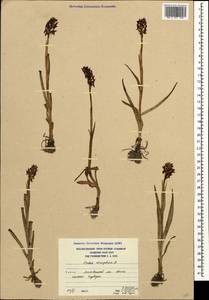 Anacamptis coriophora (L.) R.M.Bateman, Pridgeon & M.W.Chase, Caucasus, South Ossetia (K4b) (South Ossetia)