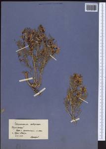 Eversmannia subspinosa (DC.)B.Fedtsch., Middle Asia, Kopet Dag, Badkhyz, Small & Great Balkhan (M1) (Turkmenistan)