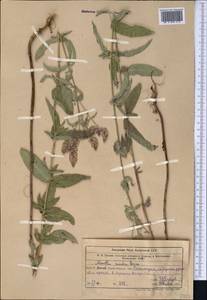 Mentha longifolia var. asiatica (Boriss.) Rech.f., Middle Asia, Western Tian Shan & Karatau (M3) (Uzbekistan)