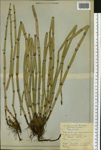 Equisetum hyemale L., Siberia, Russian Far East (S6) (Russia)