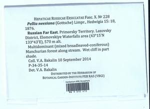 Pellia neesiana (Gottsche) Limpr., Bryophytes, Bryophytes - Russian Far East (excl. Chukotka & Kamchatka) (B20) (Russia)