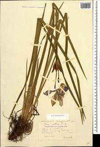 Iris sibirica L., Caucasus, Krasnodar Krai & Adygea (K1a) (Russia)