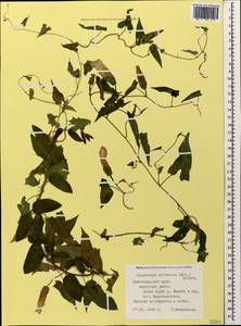 Calystegia silvatica (Kit.) Griseb., Caucasus, Black Sea Shore (from Novorossiysk to Adler) (K3) (Russia)