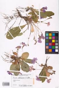 Primula vulgaris subsp. rubra (Sm.) Arcang., Caucasus, Abkhazia (K4a) (Abkhazia)