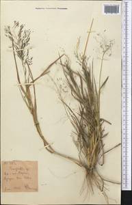 Eragrostis, Middle Asia, Western Tian Shan & Karatau (M3)