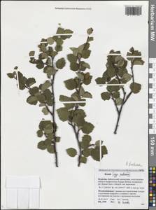 Betula pubescens var. pumila (Zanoni ex Murray) Govaerts, Siberia, Baikal & Transbaikal region (S4) (Russia)