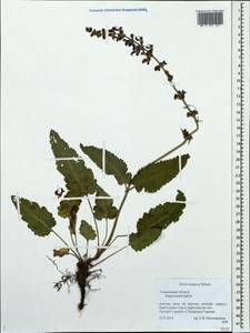 Salvia dumetorum Andrz. ex Besser, Eastern Europe, Middle Volga region (E8) (Russia)