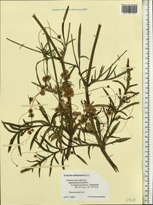 Cuscuta epithymum (L.) L., Eastern Europe, Western region (E3) (Russia)