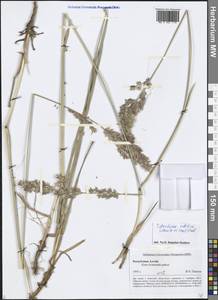 Arctopoa tibetica (Munro ex Stapf) Prob., Siberia, Altai & Sayany Mountains (S2) (Russia)
